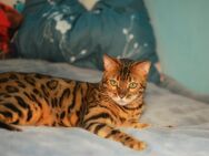 Wunderschöner Bengalkater 3 J. kastriert sucht... - Busenhausen