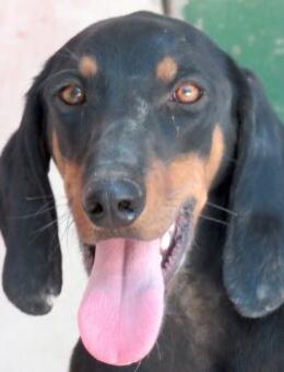 Tommy 10 -braucht Unterstützung- - Oldenburg