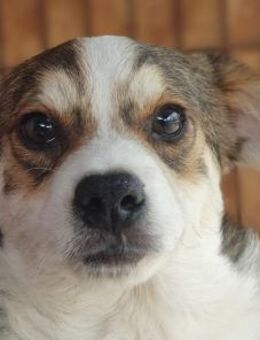 OLLI- hübscher,verspielter Jung-Rüde36cm - Rösrath