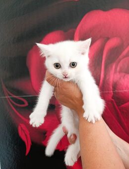 Wunderschöne BKH Kitten - Plochingen