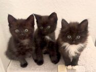 Maine Coon mix Kitten zu verkaufen - Hamburg Hamburg-Nord