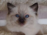 Ragdollkitten mit Stammbaum - Allershausen