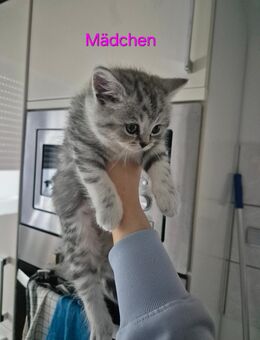 reinrassige BKH Kitten ab sofort 3 Weibchen - Wuppertal