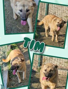 Lustiger Tim wartet aufs Happyend! - Nürnberg