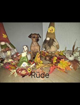 Zwergpinscher Welpe - Frankfurt (Main)