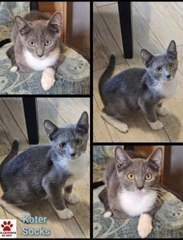 Gestiefelter Kater Socks - Margetshöchheim