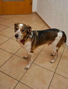 Manju - ein eher ruhiger Hund - Höchst (Odenwald)