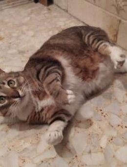 Verspielte und verschmuste MARA! - Geilenkirchen