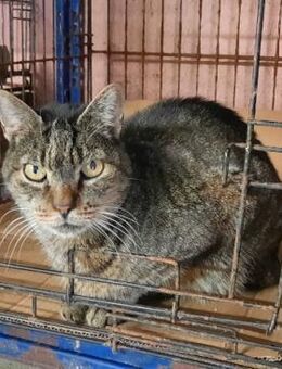 Medianoche guckt grimmig, ist aber lieb - Aichwald