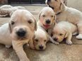 Golden Retriever Welpen reinrassig in 67454
