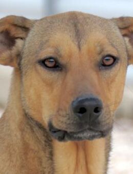 Shady -sehr unterwürfig- - Oldenburg