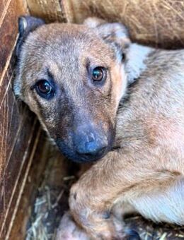 HANNO ~ Angstschnapperchen - Duisburg