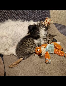 Zuckersüße Katzenbabys Kitten Jungkatze weiß und getigert - Südlohn