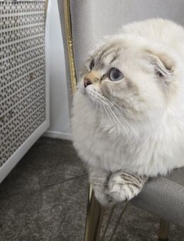 Meine schöne Katze - Salzgitter