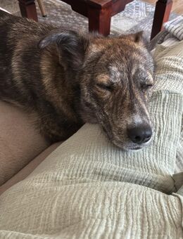 Valentina, a.d.Tierschutz, sucht dringend neues Zuhause - Schwarzheide