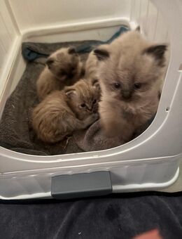 Wunderschöne Babykatzen - Meckenheim Zentrum