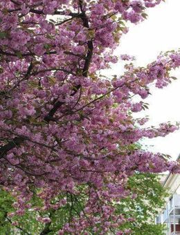 hochwertig Modernisiert mit Einbauküche, mit Top Ausstattung inklusive neuem Bad, im Herzen von Chemnitz - Chemnitz