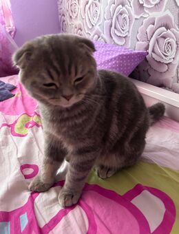 Ungewöhnlicher mix Kater abzugeben! - Leipzig