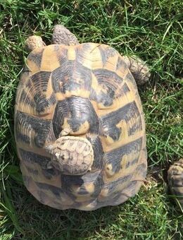 Griechische Landschildkröten THB NZ 2024 - Schmalkalden