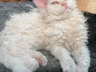 Selkirk Rex Homozygot - Homberg (Efze)