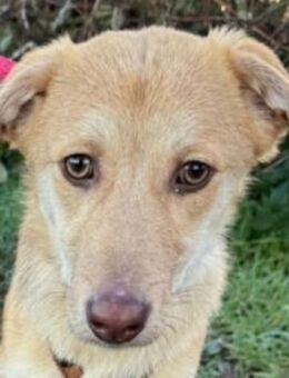 GRETCHEN-zauberhafte Jung-Hündin, 38 cm - Rösrath