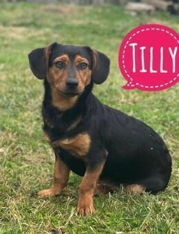 Tilly ein winziges Mädchen - Flörsheim-Dalsheim
