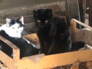 2 junge Katzen, in gute Hände abzugeben - Schlüsselfeld