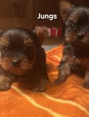 Yorkshire Terrier welpen/ Chip in 94436