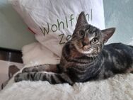 Kleiner Kater sucht ein liebevolles Zuhause - Mechernich