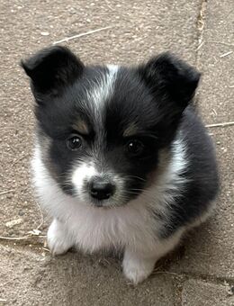 Spitz, Pomerien - Elmshorn