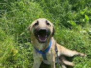 Arlo, auf dem Friedhof gefunden - Bissingen