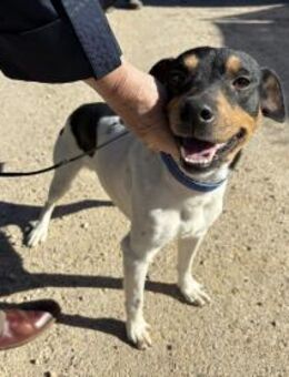 Yago - sozial und freundlich - Heppenheim (Bergstraße)