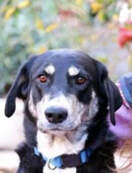 Taya sucht ihr für immer Zuhause! - Krefeld