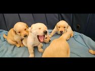 Labrador Welpen mit Papieren in Weiß, Beige und Champagner - Kirchardt