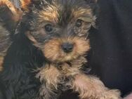 Reinrassiges, bezaubernd schönes Yorkshire Terrier Mädchen (Welpe) zu verkaufen - Nörten-Hardenberg