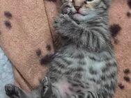 Katzen Kitten/ Babys - Neustadt (Weinstraße)