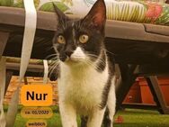 NUR, w., kastr., EHK, FIV+ - Sipplingen