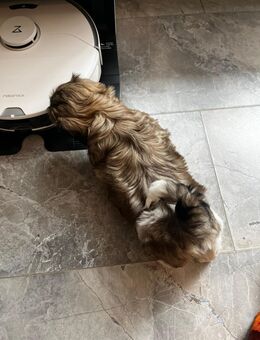Shih-Tzu Welpen - Lauda-Königshofen