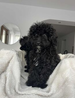 Pudel-Welpe sucht Familie - Liebenwalde