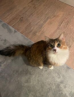 Hauskatze sucht liebevolles zu Hause - Balingen