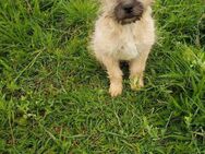 Kleine Lotti🌺sucht liebevolle Familie - Seggebruch