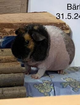 Meerschweinchen Gruppe abzugeben - Bischofswerda