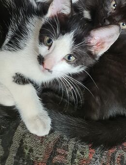EKH...Knuddelkatzen suchen Dich/Euch - Uebigau-Wahrenbrück