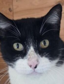 MINO-ruhiger,zurückhaltender Kater - Rösrath