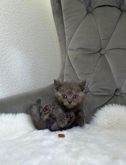 Bkh Katzen - Berlin Tempelhof-Schöneberg