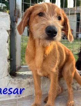 Caesar verspielter Welpe 01/25 GRC - Ruppertsecken