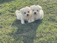 Malteser - Haren (Ems)