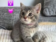 Wunderschöne BKH Kitten - Hilden