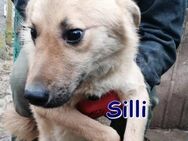 SILLI ❤ EILIG! sucht Zuhause oder Pflege - Langenhagen