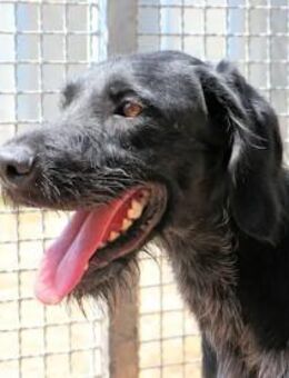 SPINO Nero- hat er als Jagdhund versagt? - Regensburg